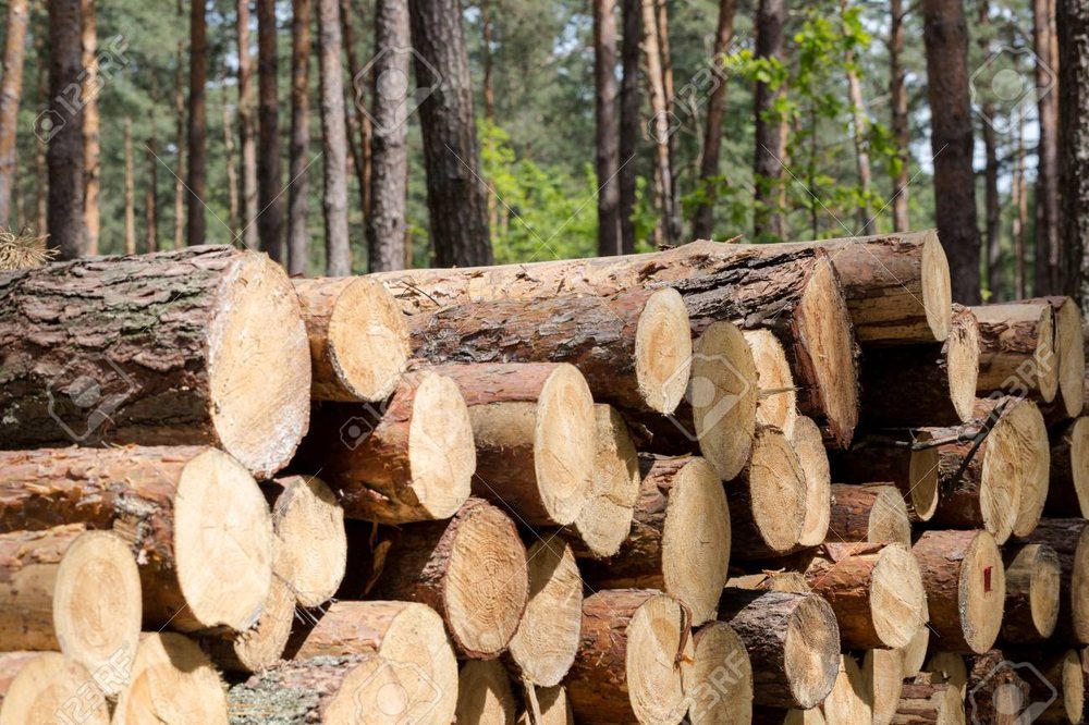 Evergreen Tree & Landscaping