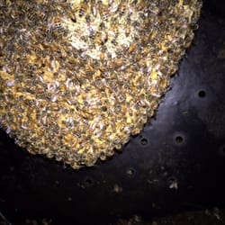 Honey Love Bee Removal 13 Reviews Pest Control San Antonio Tx Photo Of Honey Love Bee Removal San Antonio Tx United States Bees
