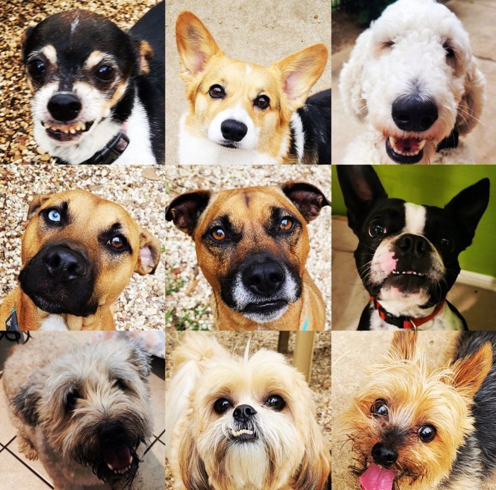 Woof City of Frisco