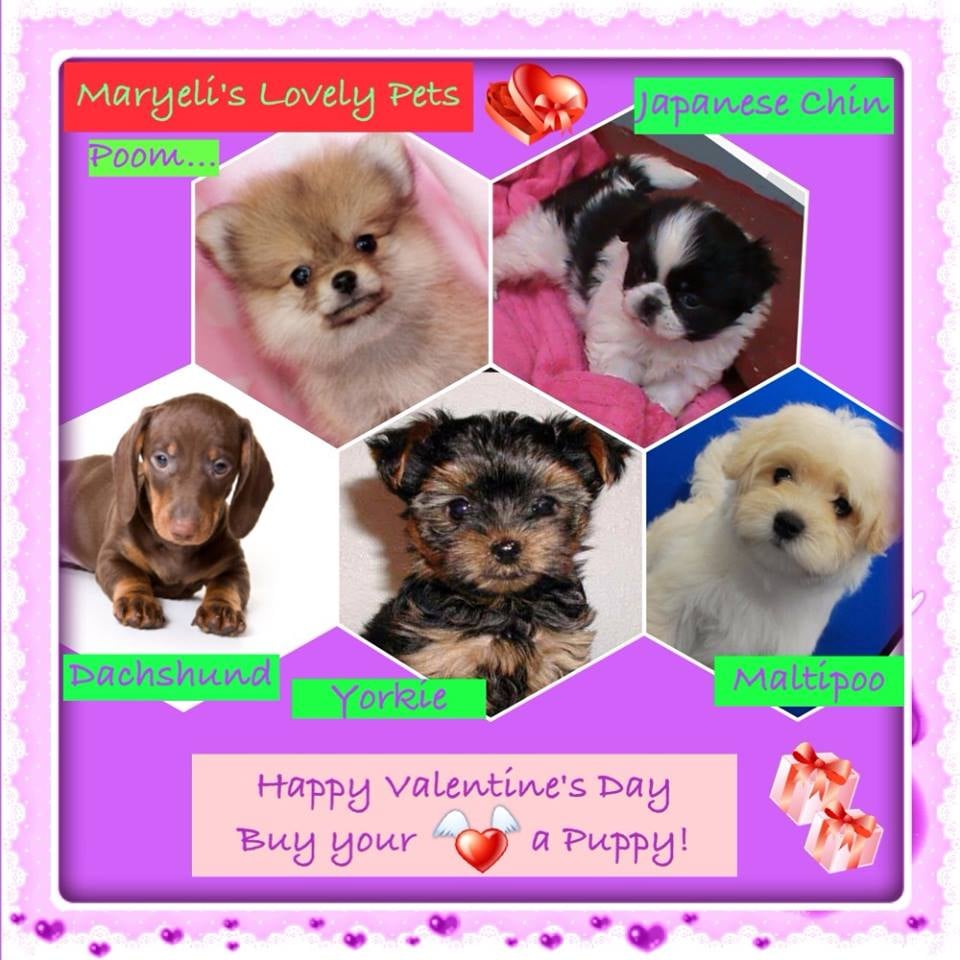 MaryEli’s Lovely Pets Inc. 60 Photos & 16 Reviews Pet Stores