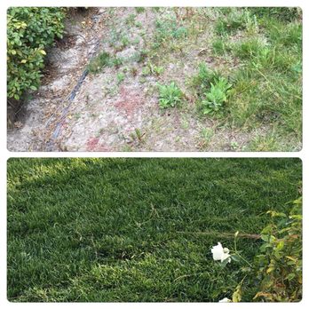 Al S Gardening Service 257 Photos 118 Reviews Landscaping 25 Photo Of Al S Gardening Service Mission Viejo Ca United States New Sod