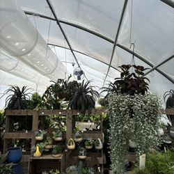 Carolina Seasons Nursery photo