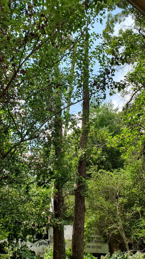 Johnson Tree & Property Maintenance