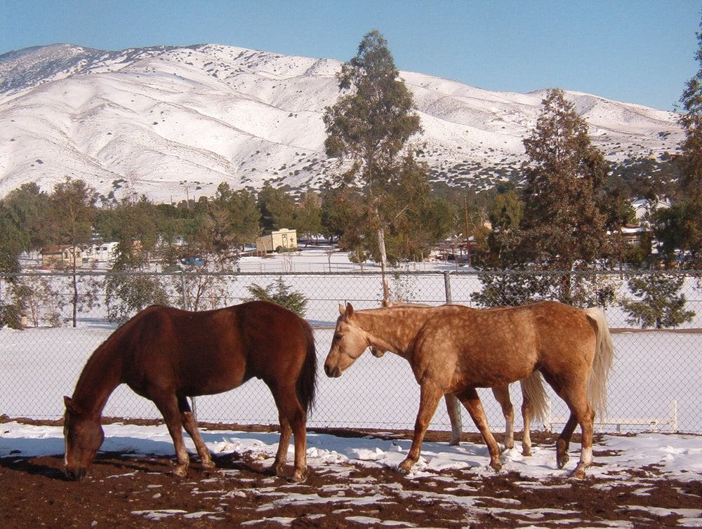 Shamrock T Ranch