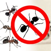 Photo of Ace Pest Control - Brisbane Queensland, Australia. Pest Control Melbourne