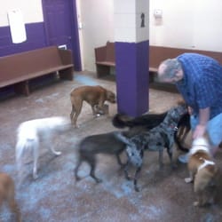 dog world closed 27 photos pet sitting 3531 us hwy 411 s animal works maryville tn