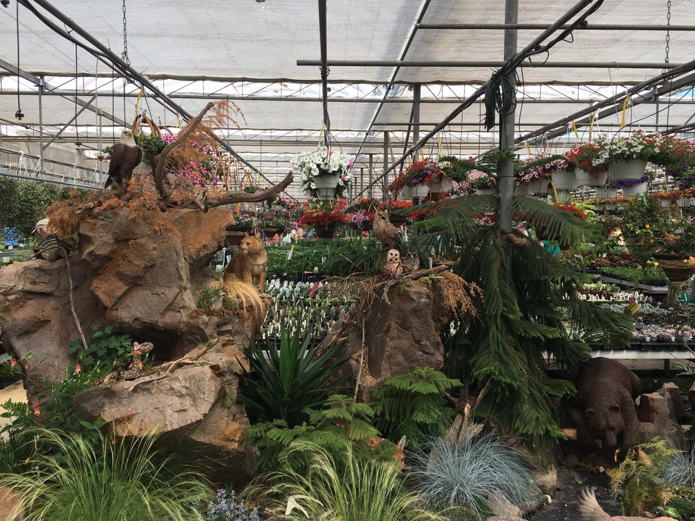 Black Creek Greenhouses (New) 21 Photos & 12 Reviews Nurseries