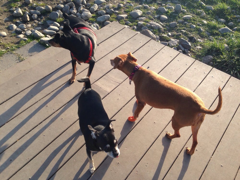 Strawberry Fields for Rover Offleash Park 16 Photos & 24 Reviews