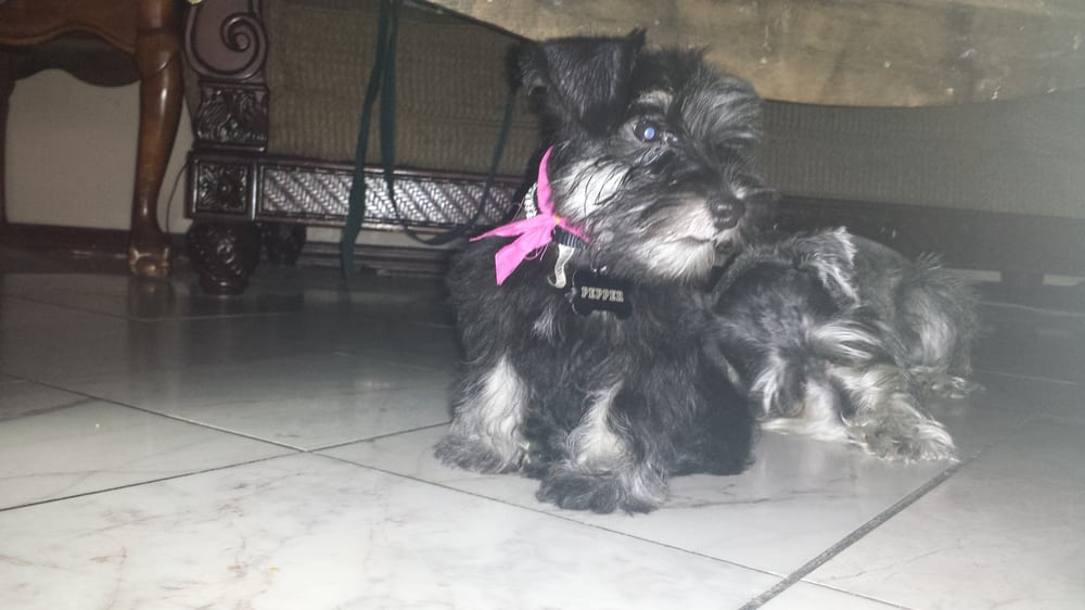 Mobile Dog Grooming Near West Covina Ca Mobile Dog Grooming Near West Covina Ca
