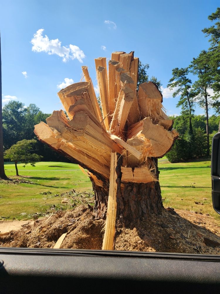 Forrest Tree Service