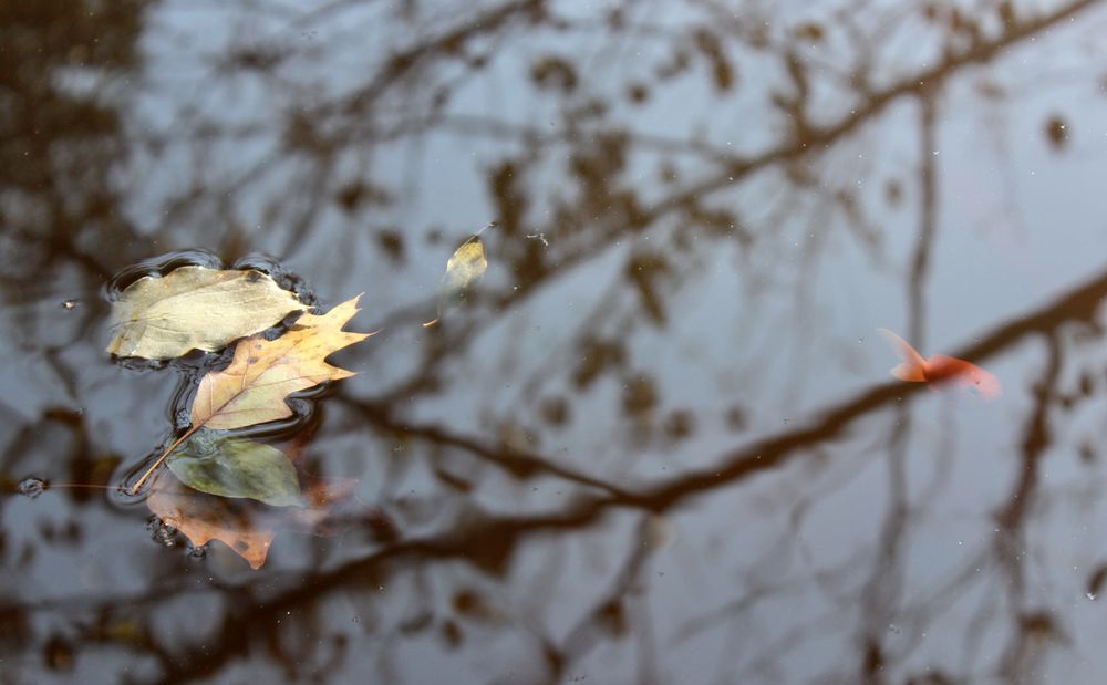 Scott Arboretum of Swarthmore College
