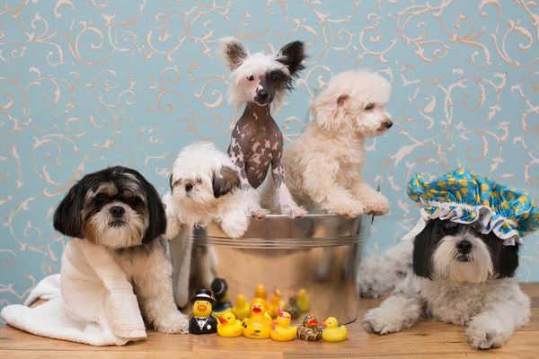 Dog Gone Cute Grooming and Bowtique