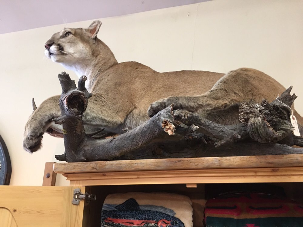 image of business Antler Designs