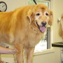 barking derry nh the barking 18 beitr 228 ge haustierbetreuung 210 rockingham rd derry nh barking derry nh the barking 18 beitr 228 ge haustierbetreuung 210 rockingham rd derry nh