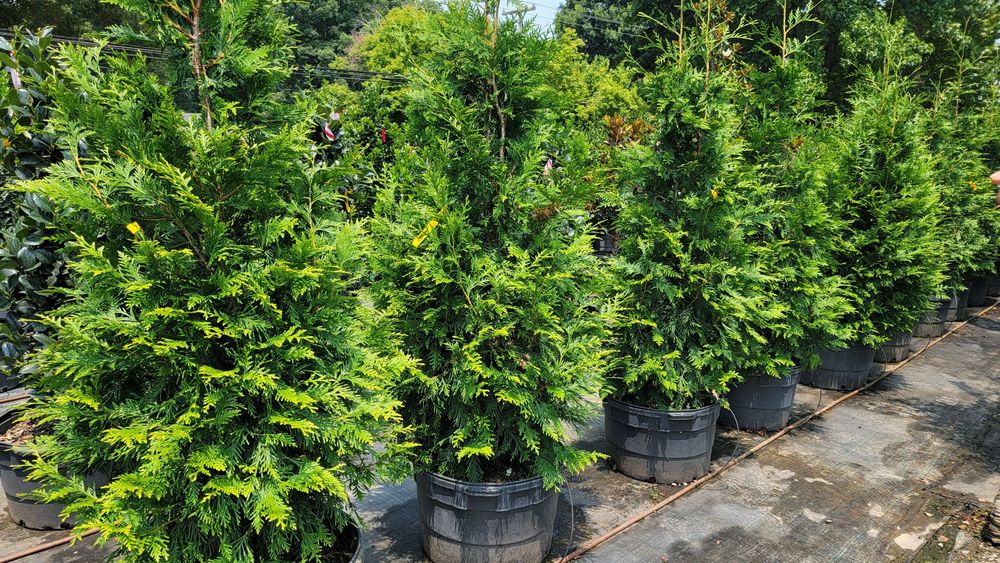 Pine Lake Nursery & Landscaping