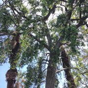 Tree Service Riverside  Roseberry Tree Service