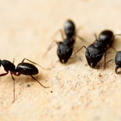 Village Exterminating Pest Control 5 Storm St Dobbs Ferry Ny Photo Of Village Exterminating Dobbs Ferry Ny United States