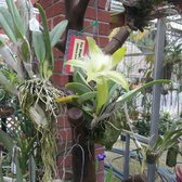 RF Orchids - 457 Photos & 32 Reviews - Nurseries & Gardening - 28100 SW