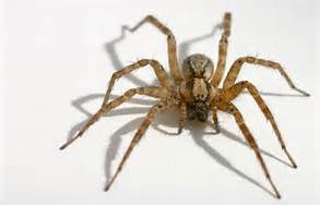 Clear Pest Management