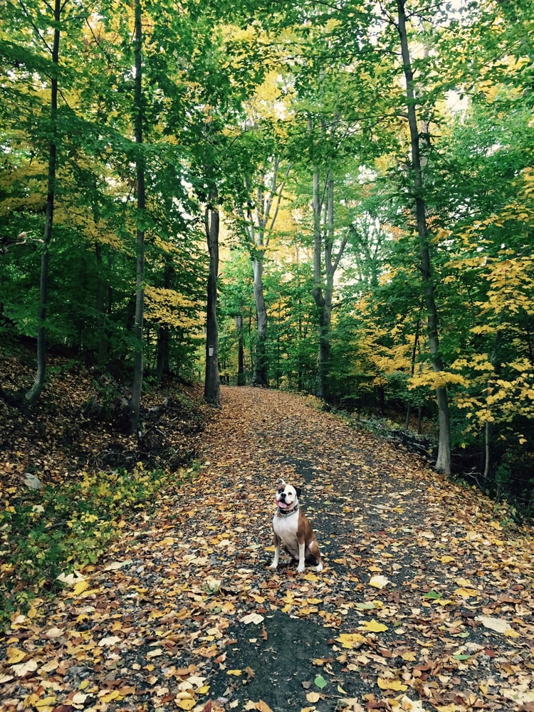 East Rumbrook Park Dog Run