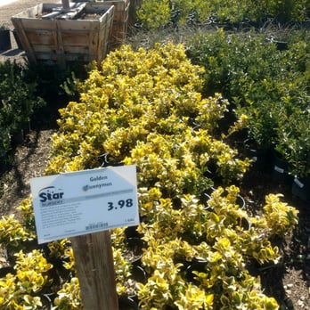 Star Nursery 96 Photos 87 Reviews Nurseries Gardening 8725 Star Nursery 96 Photos 87 Reviews Nurseries Gardening 8725 S Eastern Ave Southeast Las Vegas Nv Phone Number Last Updated December 17