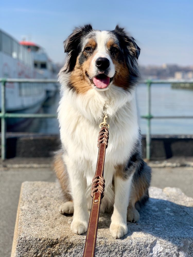 My Canines Keeper