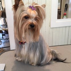 pet shop number near me