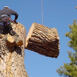 Tree Service Providence  Photo of Sepe Tree Service - Providence, RI, United States