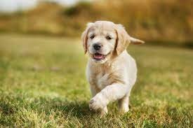 Woodlands Veterinary Hospital and Animal Dental Centre