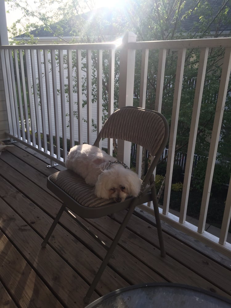 Groomer Has It Pet Salon &amp; Spa 21 Reviews Pet Groomers