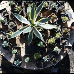 La Vista Nursery 17 Photos Nurseries Gardening 13456 El Photo Of La Vista Nursery Riverside Ca United States