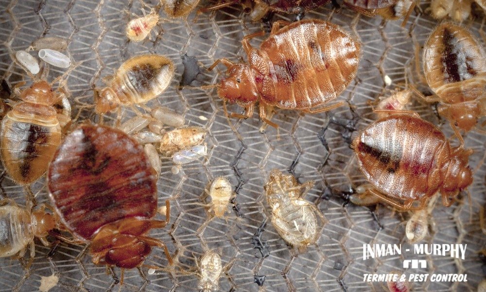 Inman-Murphy Termite & Pest Control