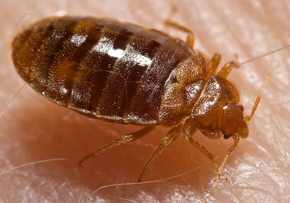 All Pro Pest Services