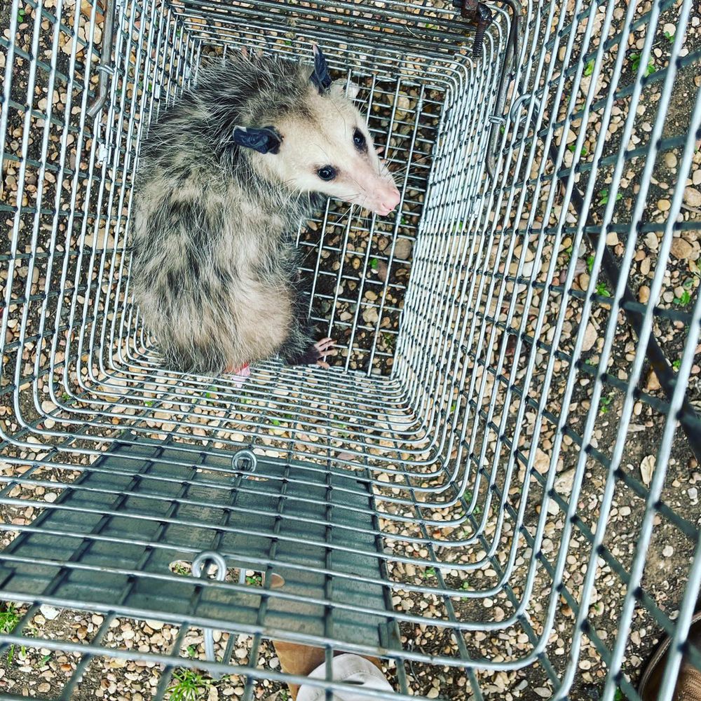 Vermin X Pest Control