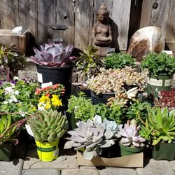 King S Nursery 54 Photos 65 Reviews Nurseries Gardening Photo Of King S Nursery Santa Rosa Ca United States My