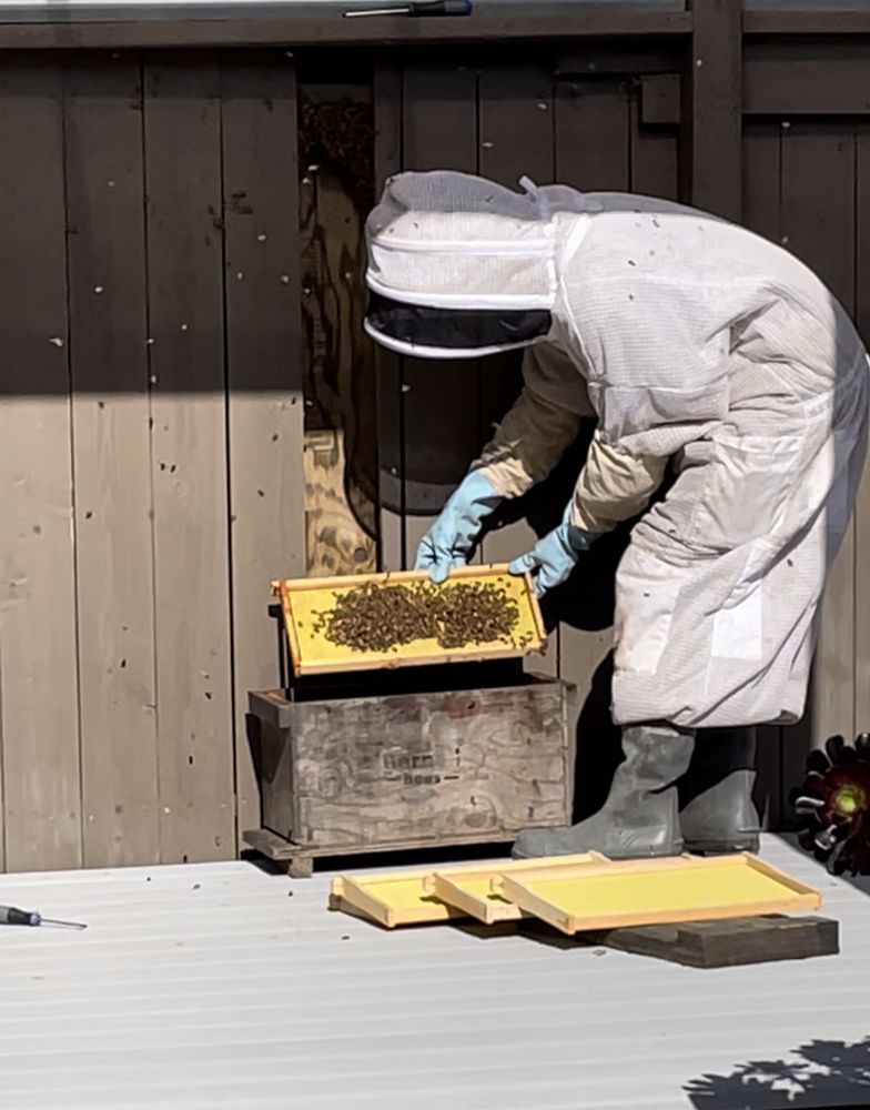 Weinerth & Sons Bee Removal