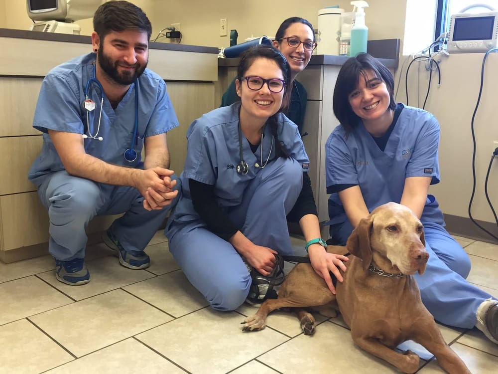 Chicago Veterinary Cancer Center 17 Photos Veterinarians 3130 N Clybourn Ave, Roscoe