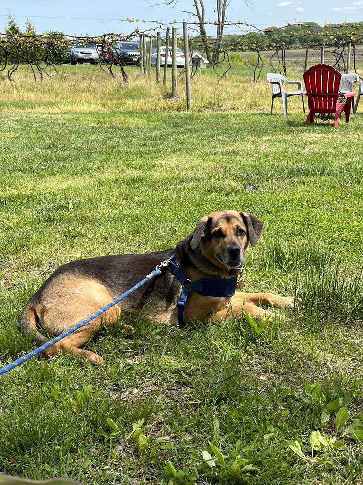 Iron Plow Vineyards