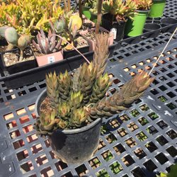Nature S Best Nursery 27 Photos 17 Reviews Nurseries Photo Of Nature S Best Nursery Camarillo Ca United States 5 Steal