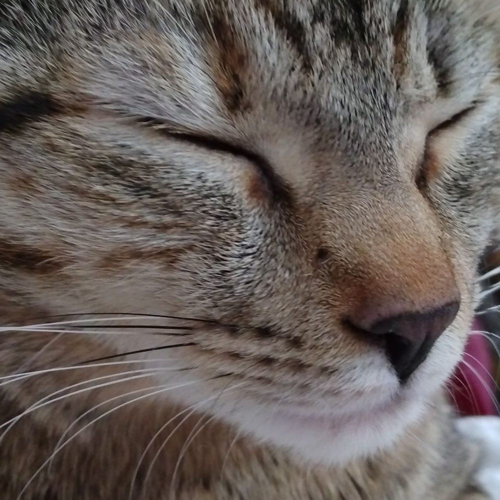 Low Cost MetroArea Veterinarians Yelp