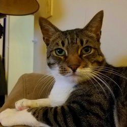 P O Of Forest Hills Cat Hospital Middle Village Ny United States I P O Of Forest Hills Cat Hospital Middle Village Ny United States I