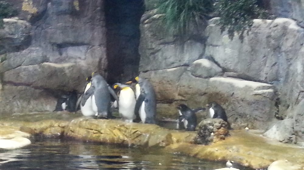 Aquarium Pyramid 45 Photos Aquariums 1 Hope Blvd, Galveston, TX