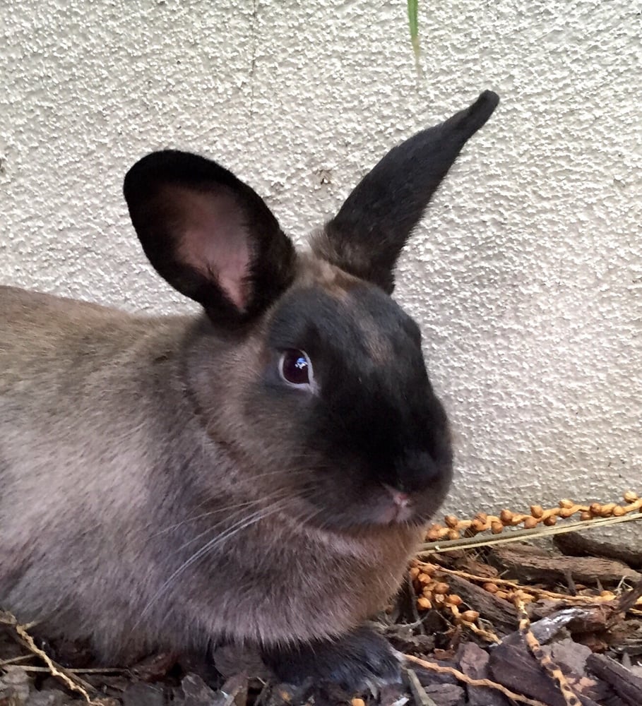 Center-Sinai Animal Hospital - 76 Photos &amp; 317 Reviews - Veterinarians