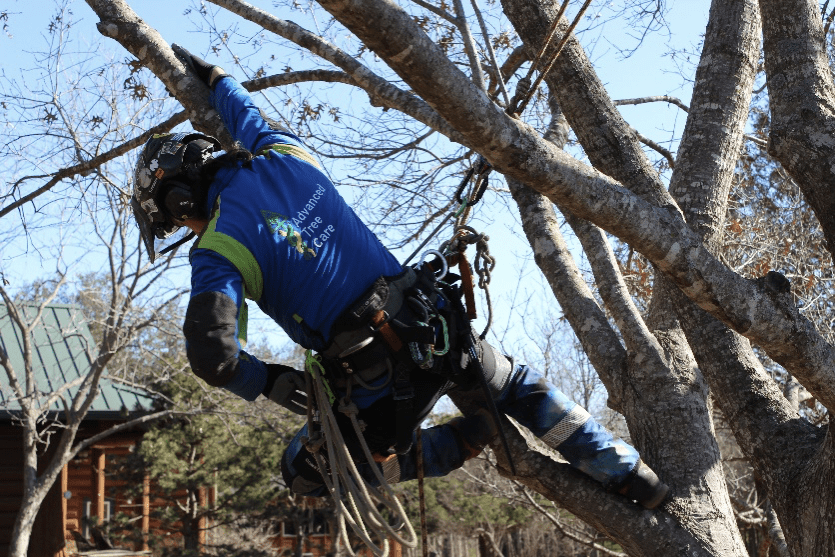 Advanced Tree & Shrub Care