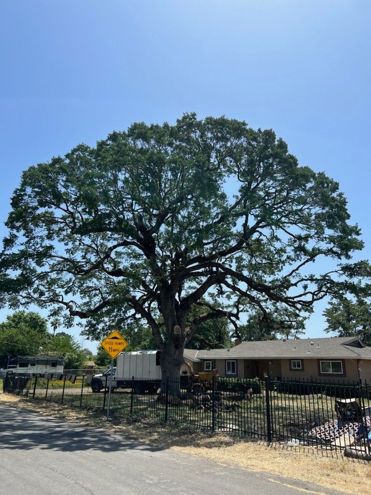 T O G Tree Service