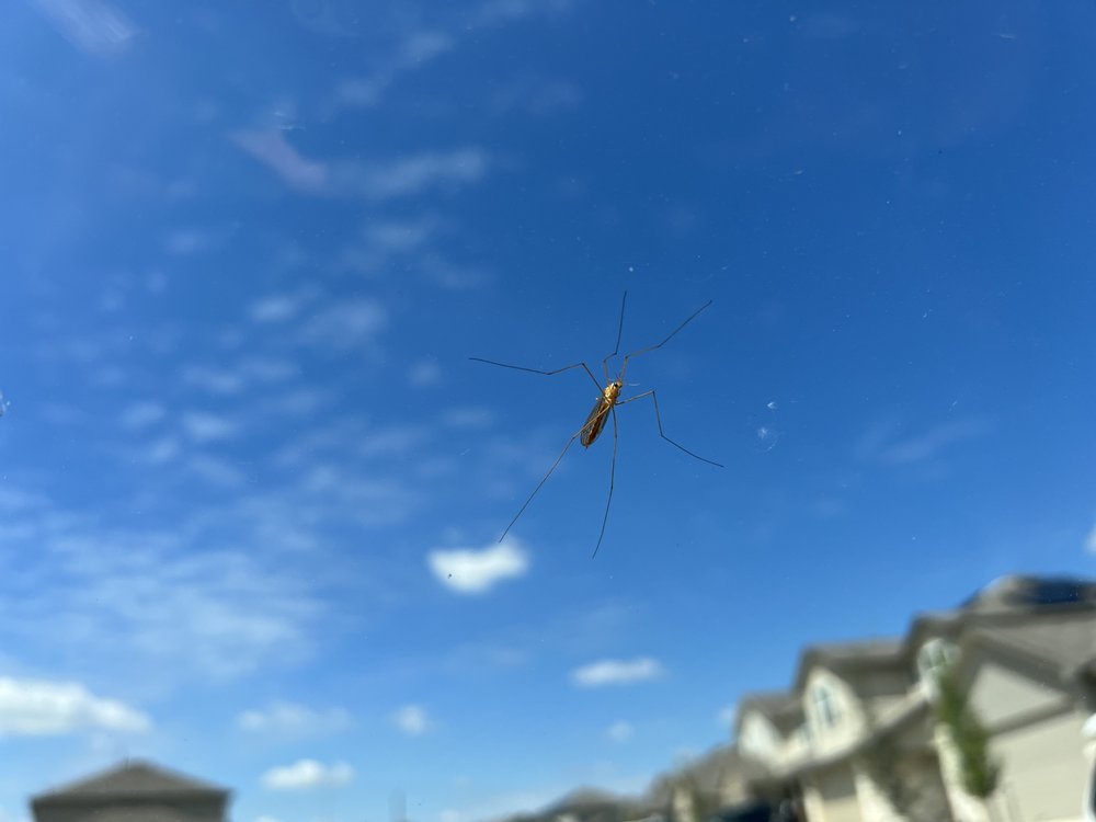 X Out Pest Services