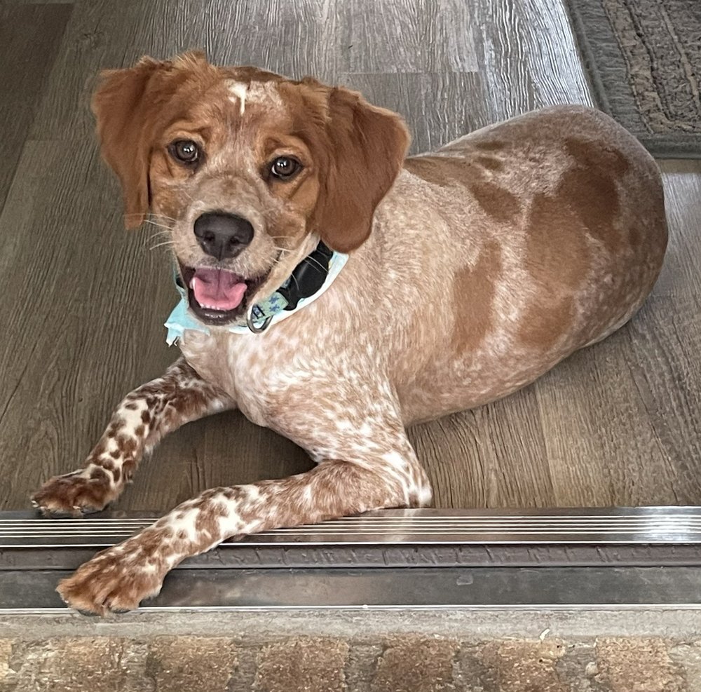 Blue Angel Pet Salon & Daycare Image