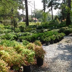 Greenwood Nursery Nurseries Gardening 2422 Hwy 72 W Photo Of Greenwood Nursery Sc United States