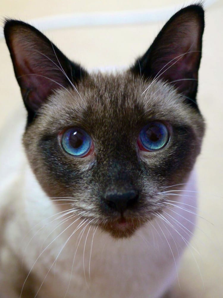 Mt Pleasant Animal Shelter 12 Photos & 14 Reviews Animal Shelters