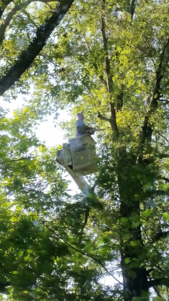 Carolina Tree Service